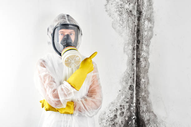 Best Mold Damage Restoration in Dunean, SC