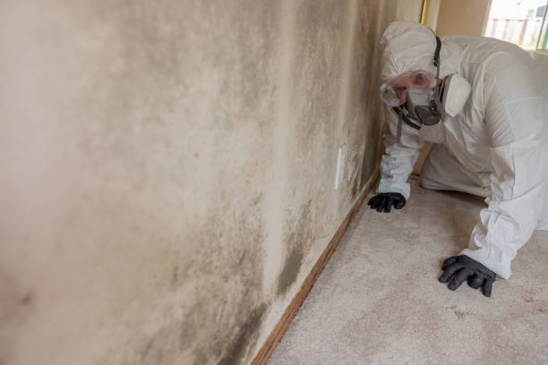 Why You Should Choose Our Mold Remediation Services in Dunean, SC